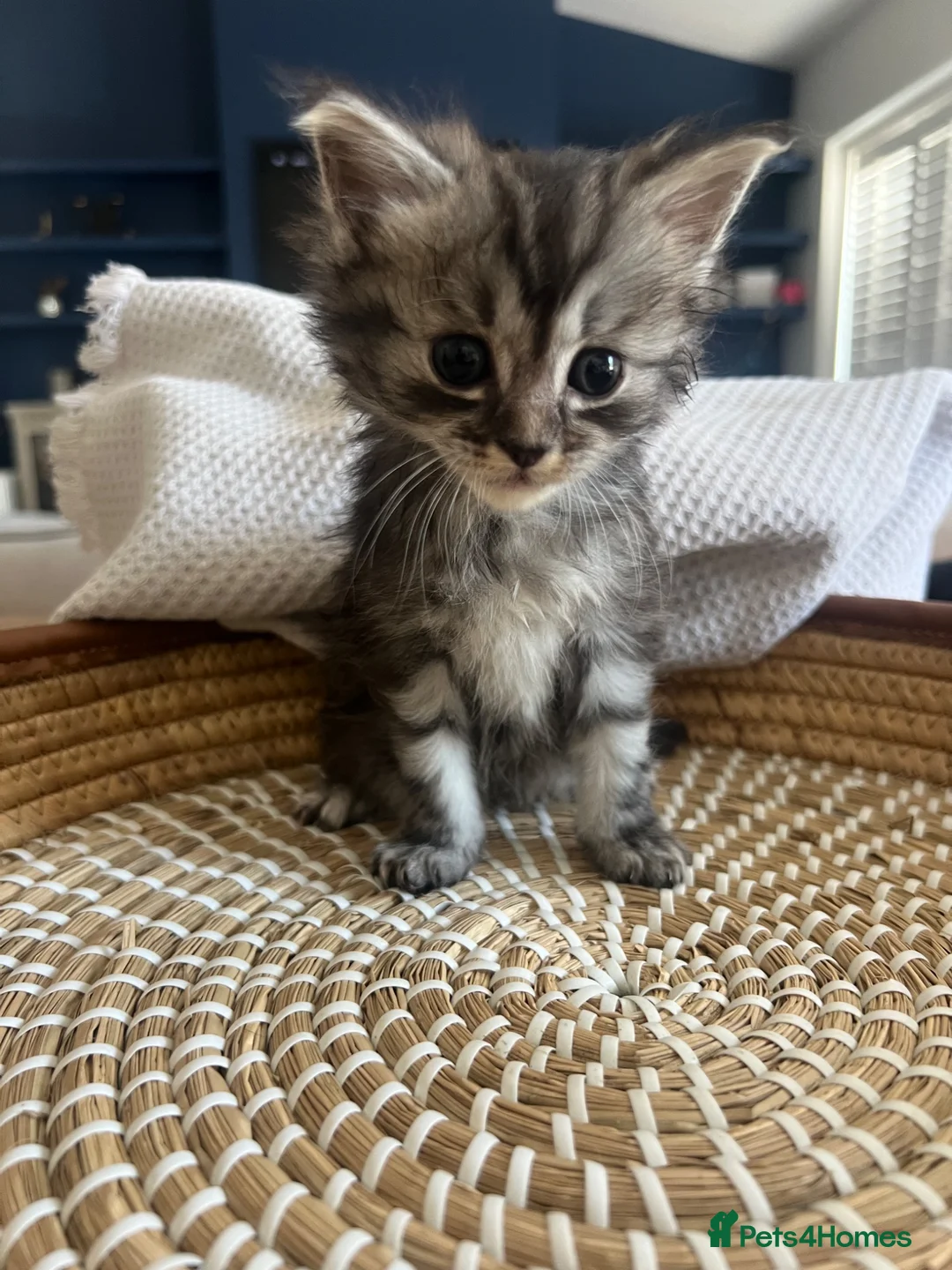 Ragdoll cats for sale: Beautiful Maine Coon × Ragdoll Kittens  - Advert 1