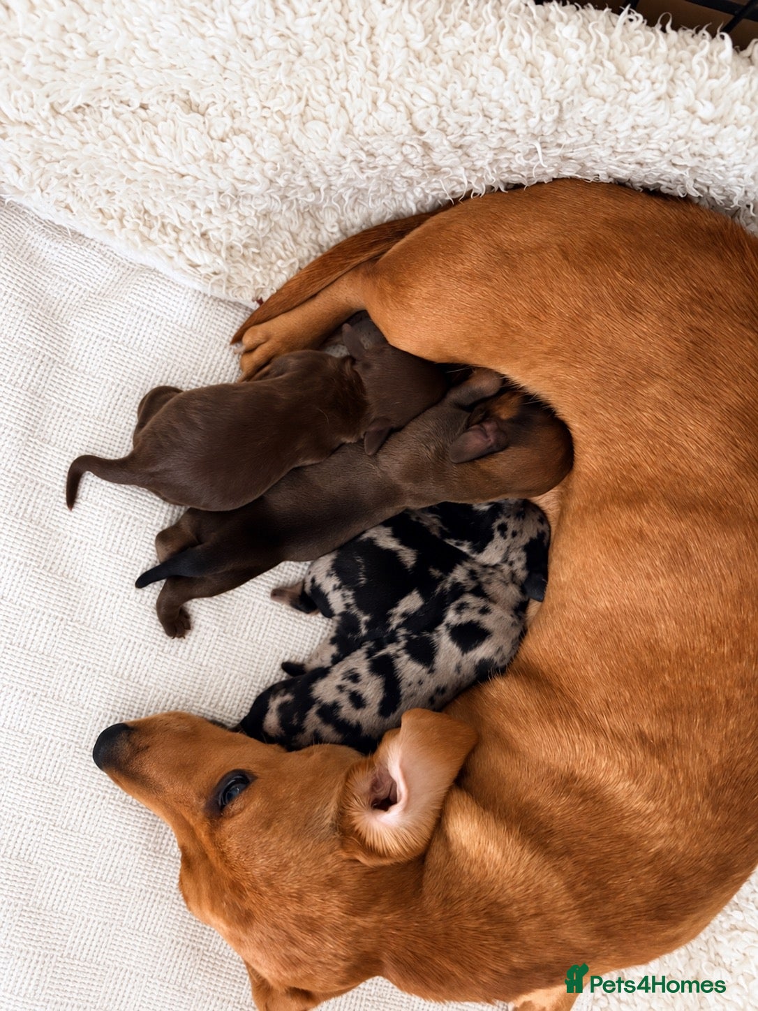 Miniature Dachshund dogs Exceptional PRA clear KC miniature Daschunds  - Advert 11