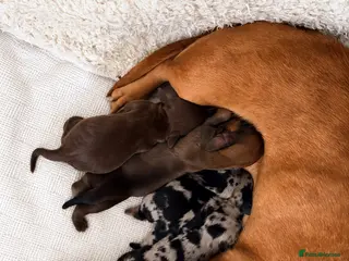 Miniature Dachshund dogs 🤍Exceptional PRA clear KC miniature Daschunds - Advert 4