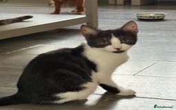 Mixed Breed cats for sale: Beautiful mixed litter  10 pound - Image 1