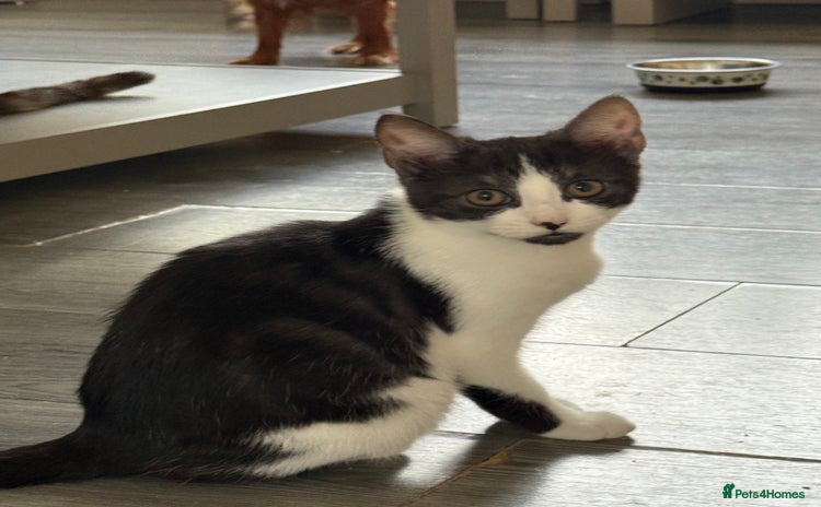Mixed Breed cats for sale - Advert 1