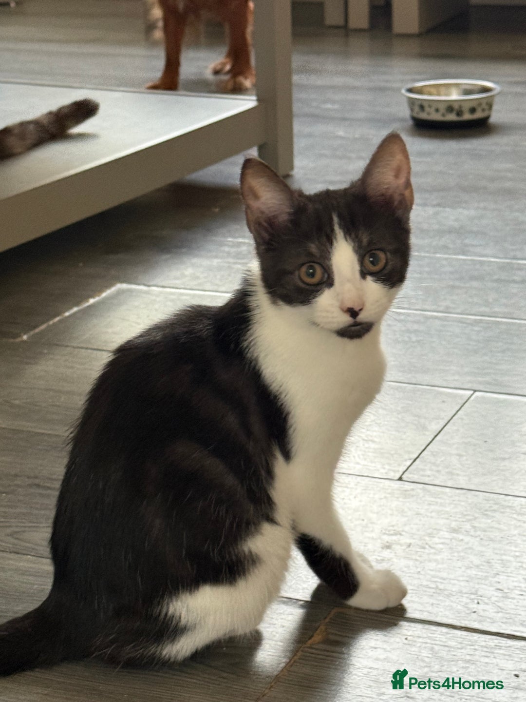 Mixed Breed cats for sale: Beautiful mixed litter  10 pound - Image 1