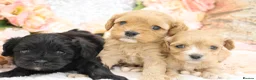 Cavapoo dogs for sale: Health Tested Cavapoos by Licensed Breeder - Advert 10