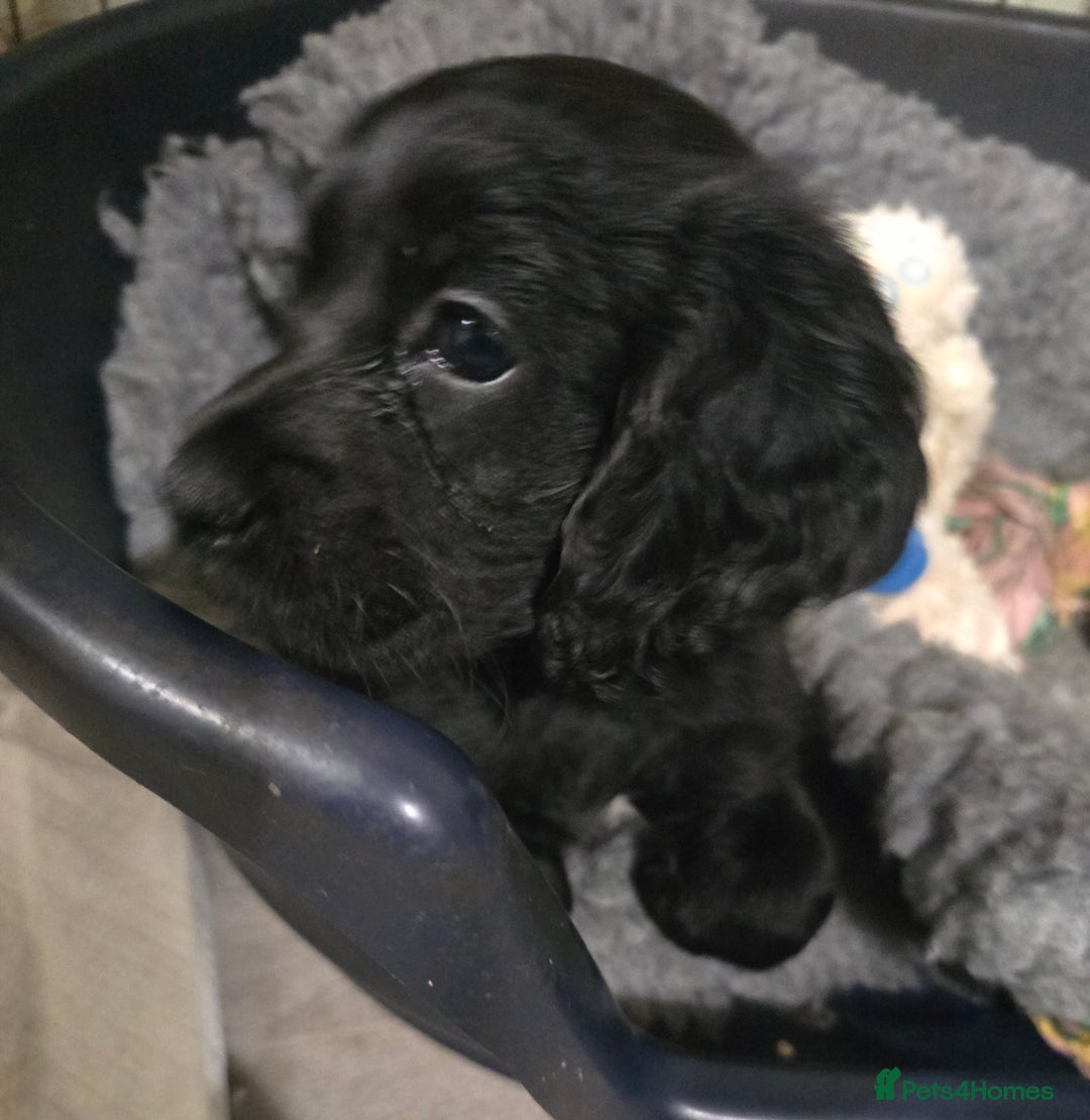 Cocker Spaniel dogs for sale: Working Cocker Spaniel puppies - Advert 15