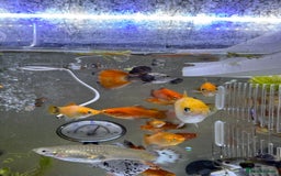 Platies fish for sale: Small platys and Guppys for sale £1 each-Fish only in Bromley - Image 20
