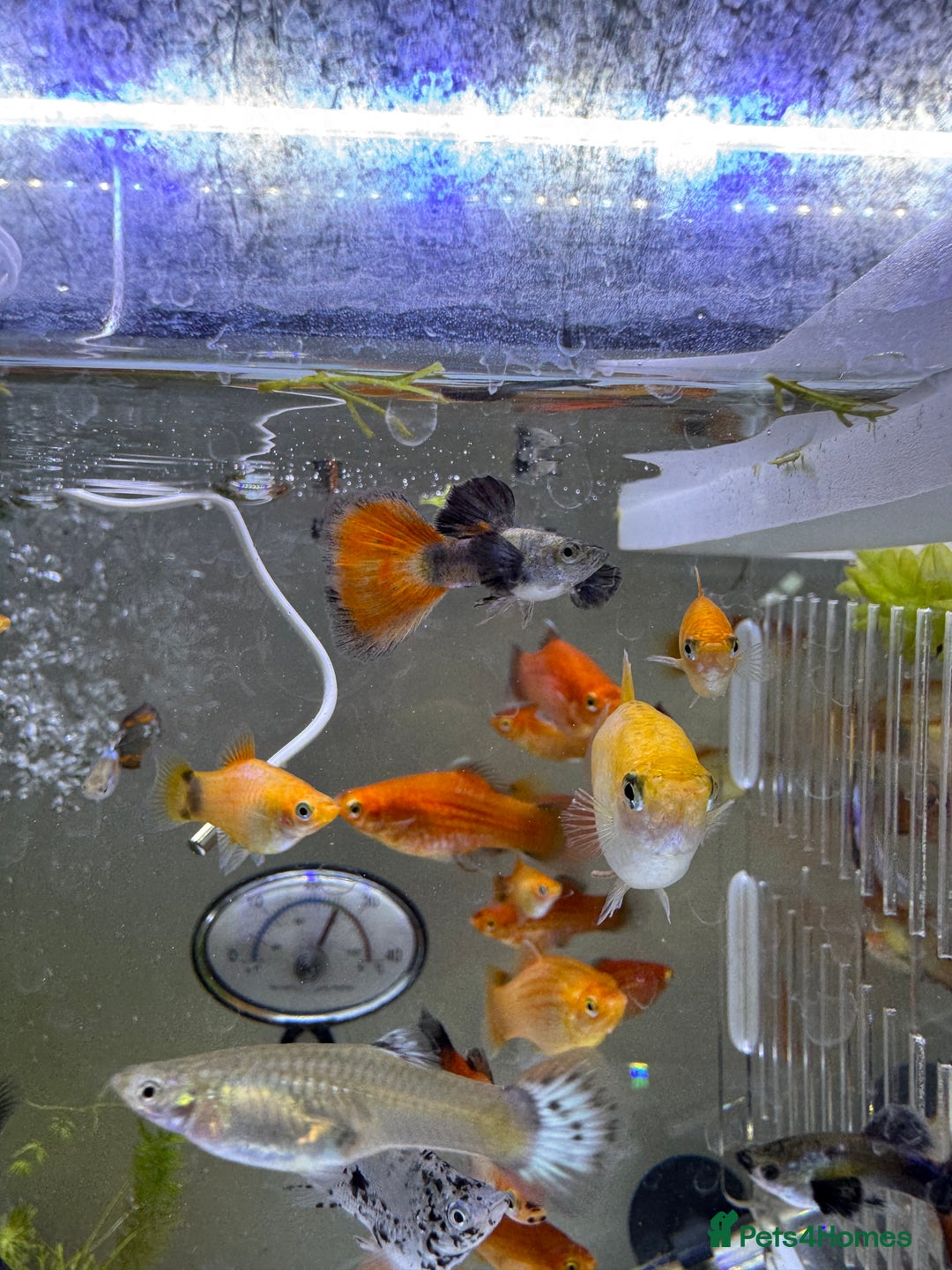 Platies fish for sale: Small platys and Guppys for sale £1 each-Fish only in Bromley - Image 20