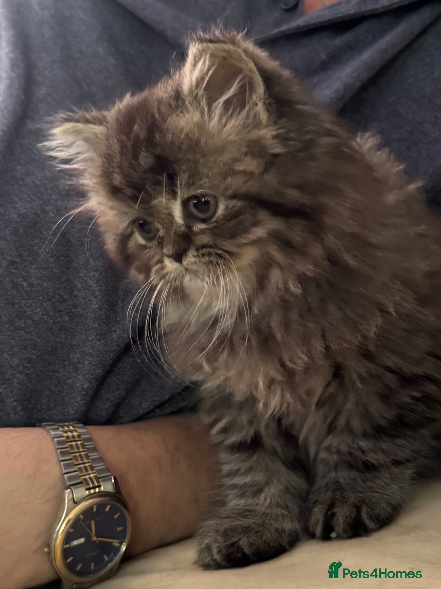 Persian cats for sale: Persian chinchilla  - Advert 4