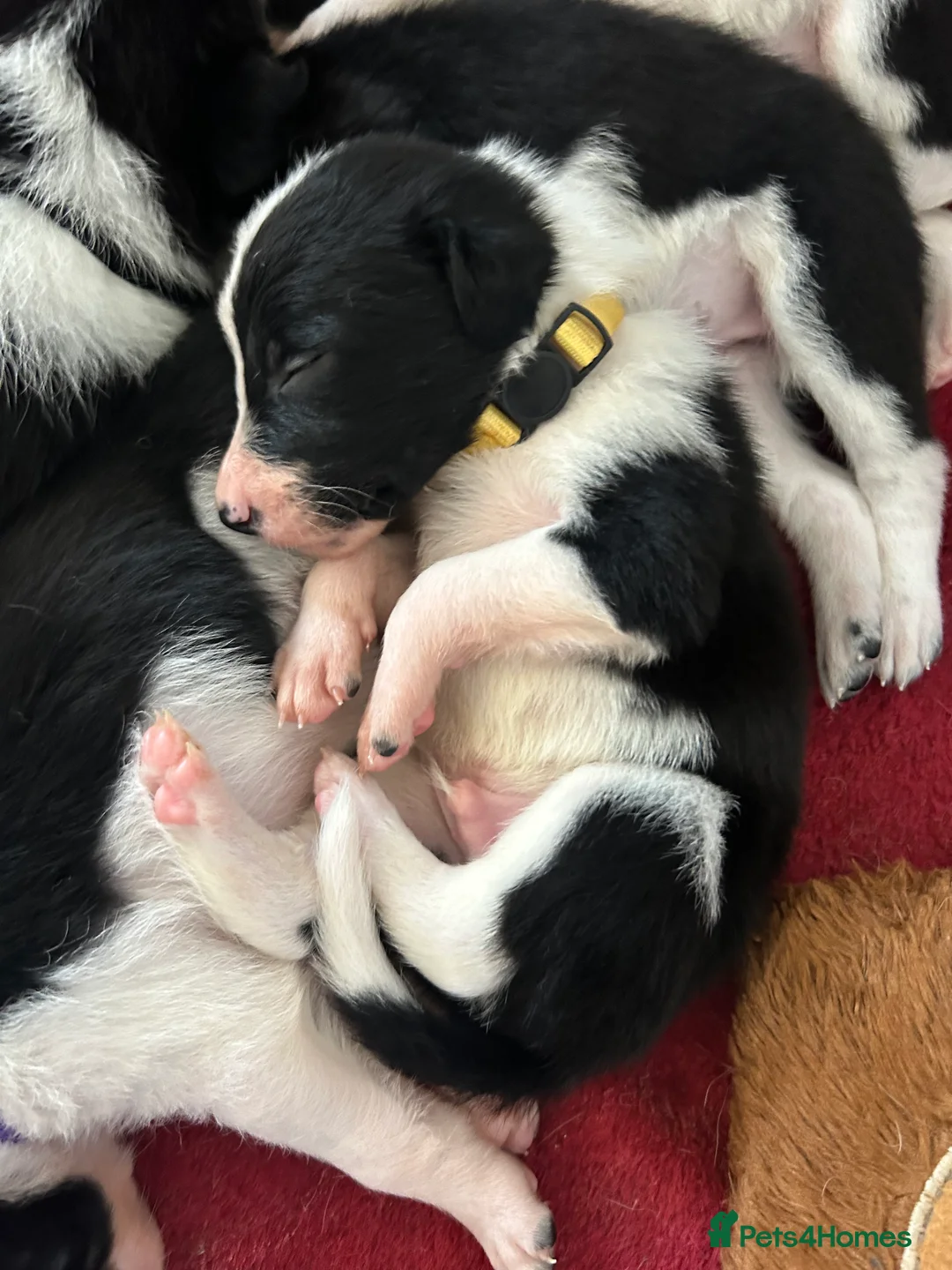 Border Collie dogs for sale: Working Border Collie puppies  - Advert 16