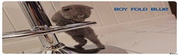 Scottish Fold cats for sale: Scottish Fold Kittens - Advert 9