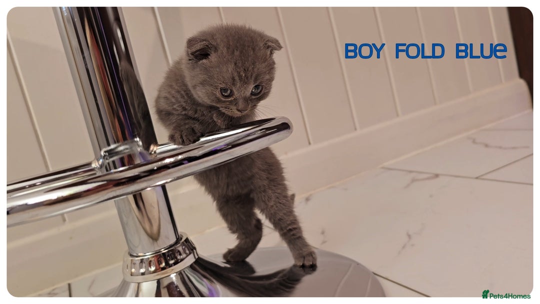 Scottish Fold cats for sale: Scottish Fold Kittens (Delivery available) - Image 16