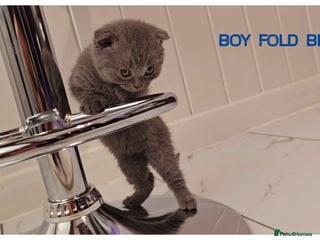 Scottish Fold cats for sale - Advert 3