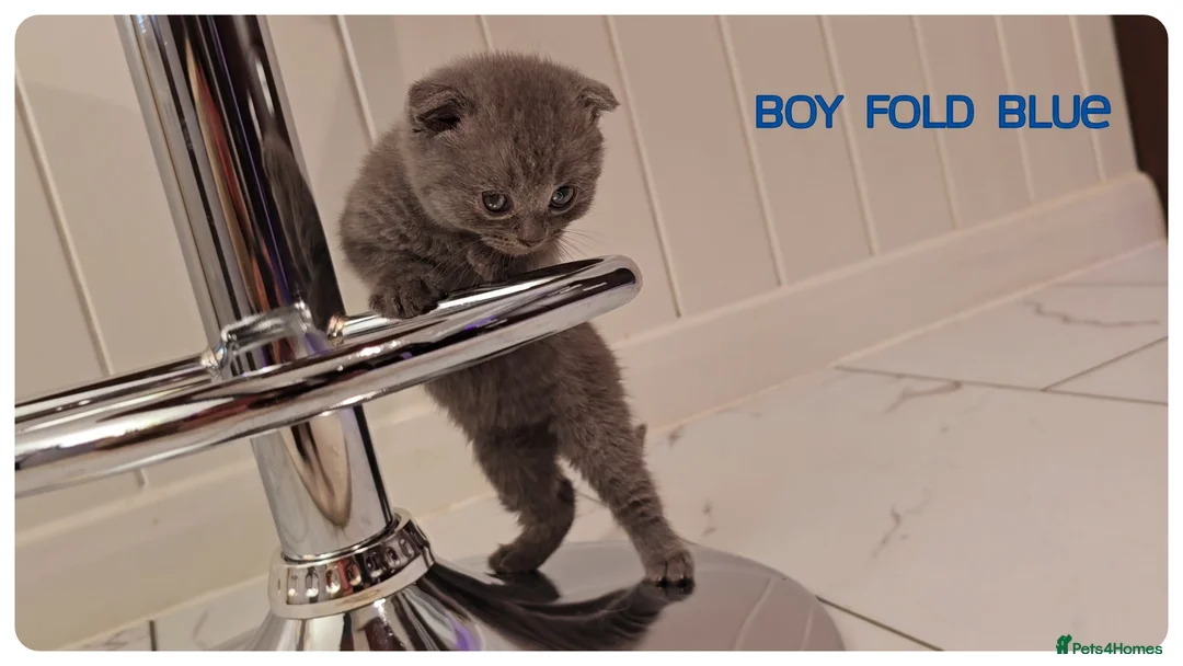 Scottish Fold cats for sale: Scottish Fold Kittens - Advert 4