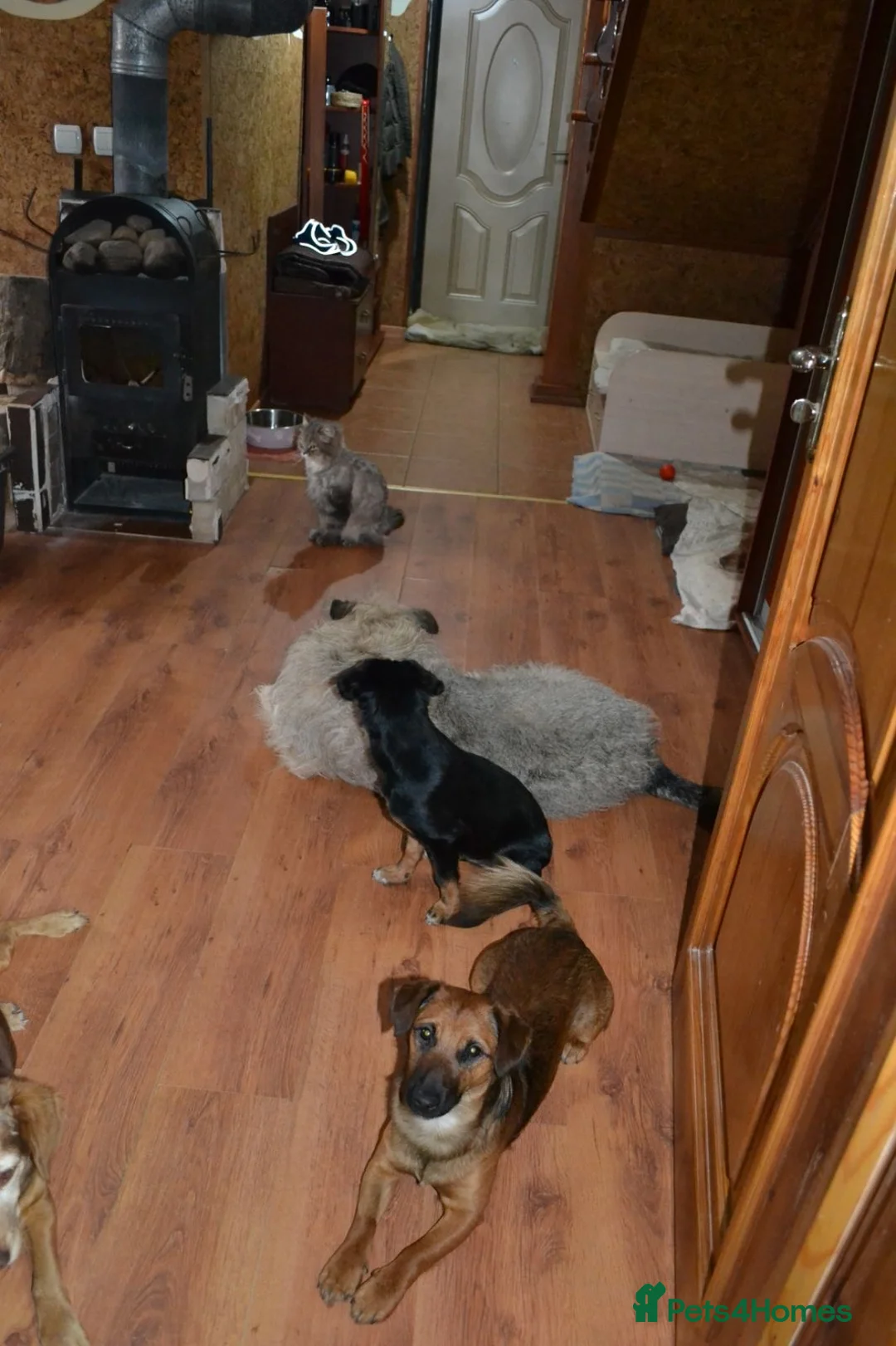 Mixed Breed dogs for adoption: ❤️🐶 ADELINA – Born To Be Loved 🐶❤️ - Advert 18