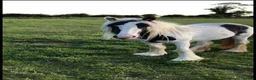 Other Breed horses for sale: Bella 13.3hh piebald filly 3 years old in Lincoln - Advert 2