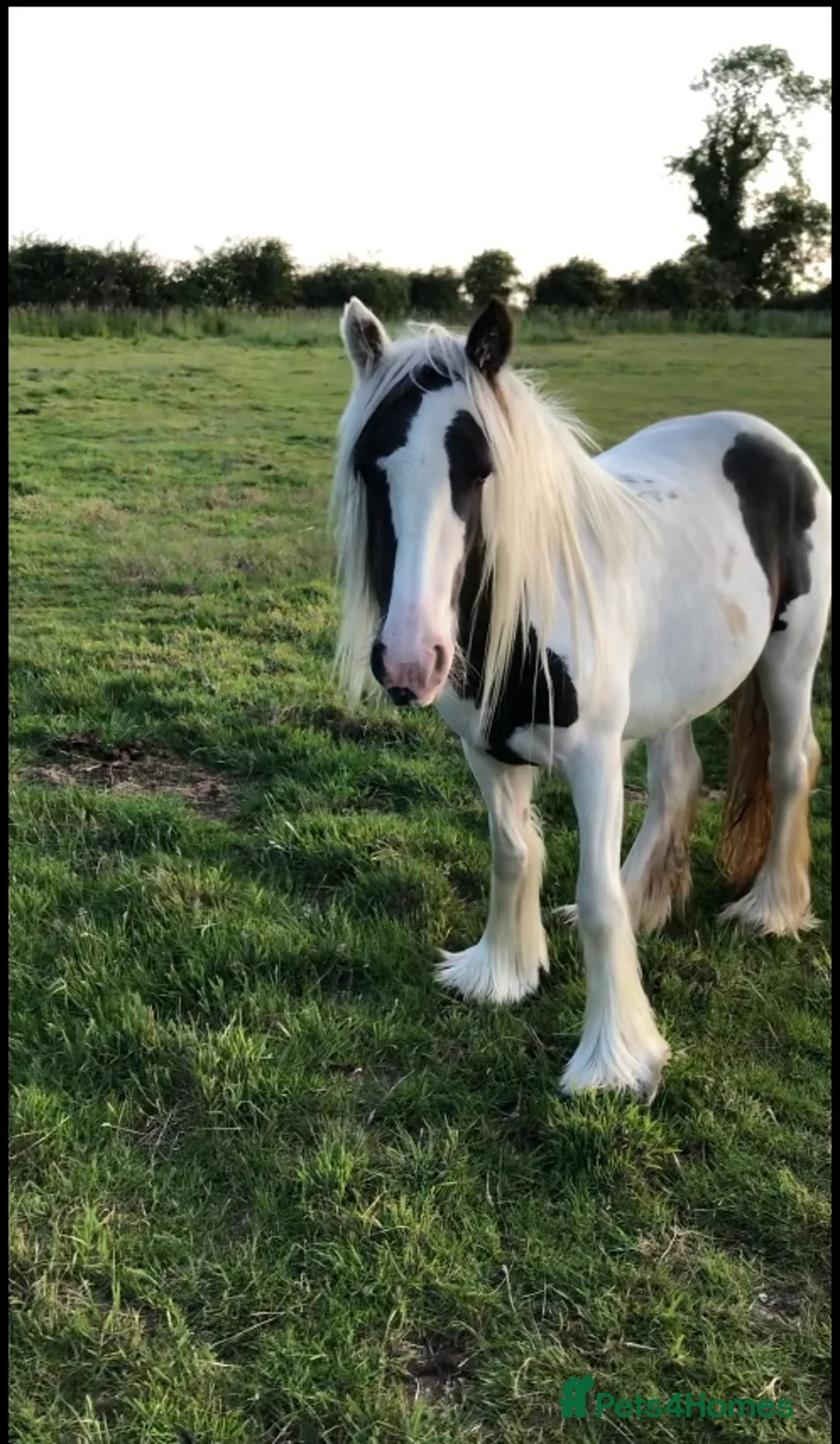 Other Breed horses for sale: Bella 13.3hh piebald filly 3 years old in Lincoln - Advert 2