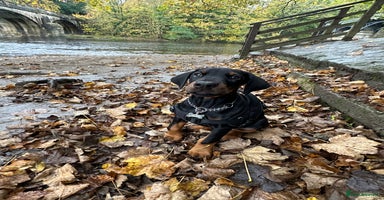 Dobermann dogs - Advert 12