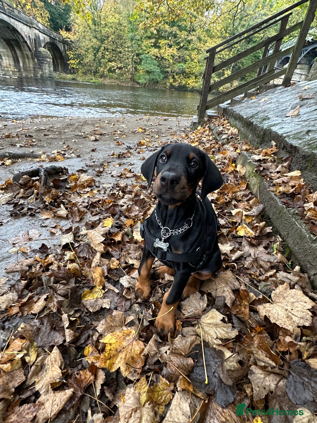 Dobermann dogs for sale: Pregnancy Confirmed - European Doberman Puppies - Image 2