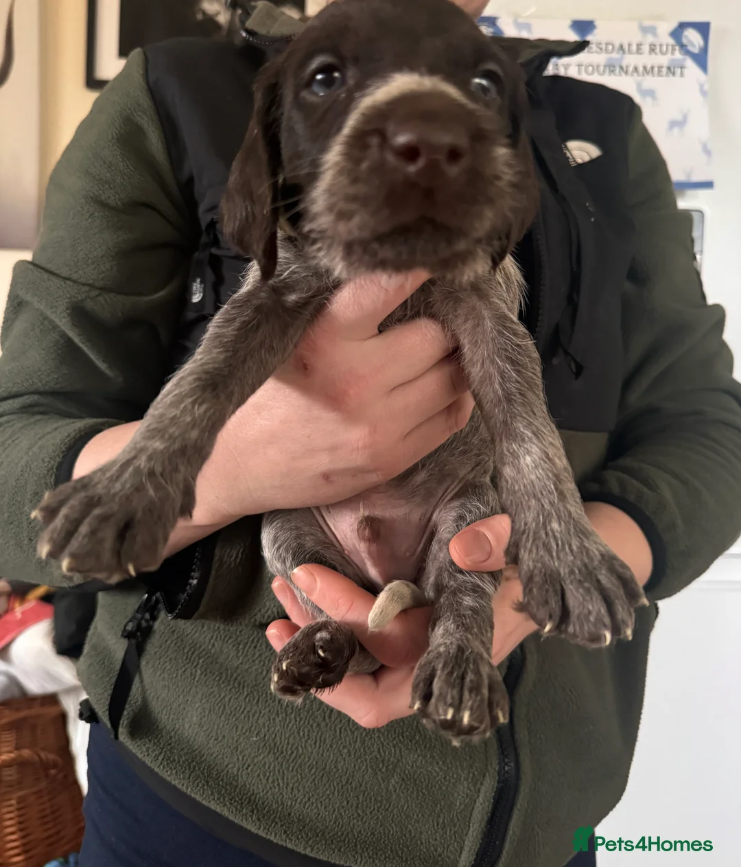 Mixed Breed dogs for sale: German pointers  - Advert 2