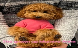 Toy Poodle dogs for sale: Adorable Deep Red Toy Poodle Puppies Available! 🐾 - Image 31