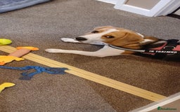 Beagle dogs for sale: Lovely beagle girl  - Image 1