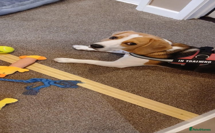 Beagle dogs - Advert 9