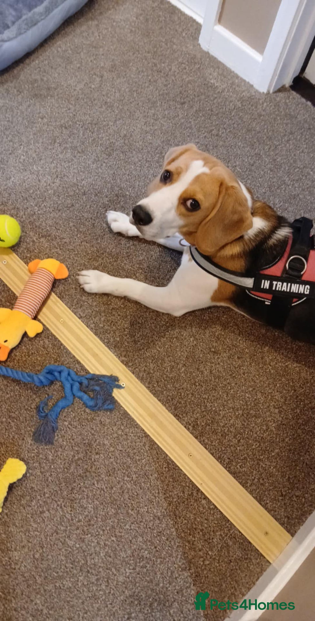 Beagle dogs for sale: Lovely beagle girl  - Image 1