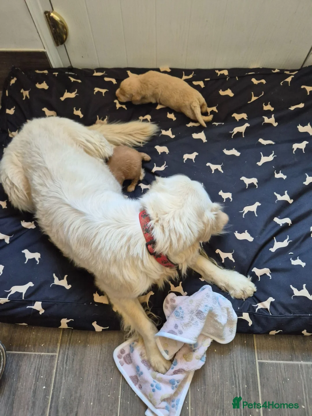 Goldendoodle dogs for sale: 🌟Standard Goldendoodle Puppies 🌟 - Advert 6