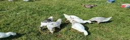 Geese poultry for sale: Stunning Lavender Goslings  - Advert 3