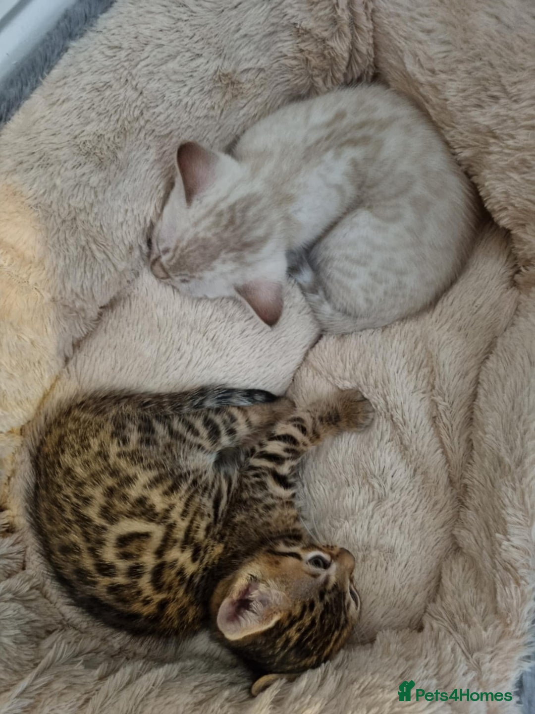 Bengal cats for sale: Pure Bengal kittens ready to reserve - Advert 2