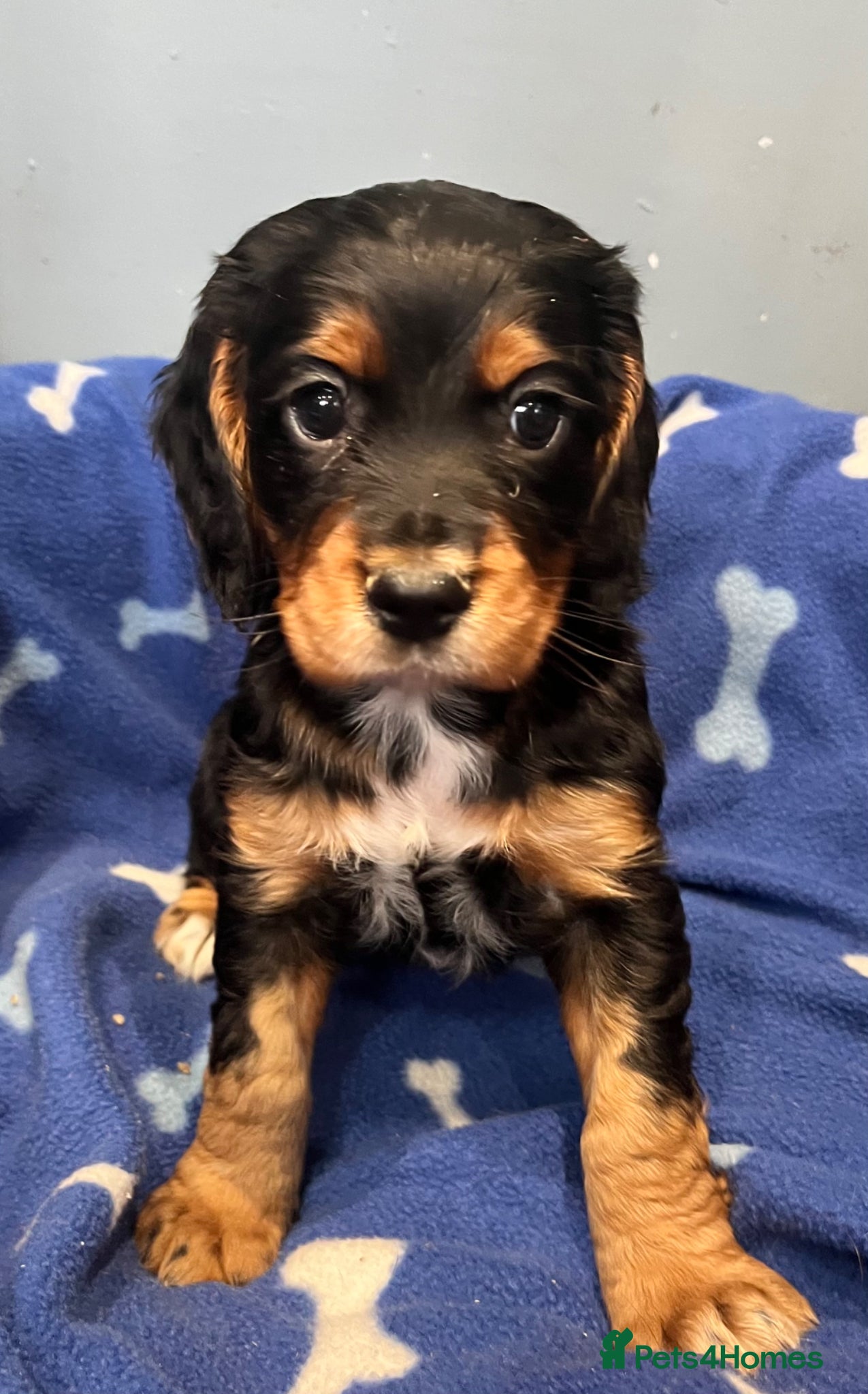 Cocker Spaniel dogs KC Cocker Spaniel puppies - Advert 1