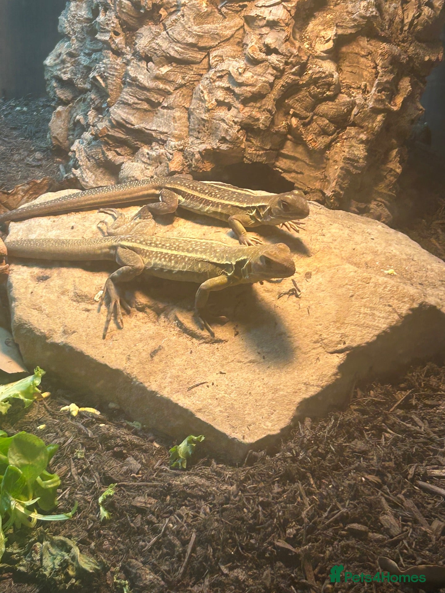 Lizard reptiles RARE Vietnamese Butterfly Agamas  - Advert 1