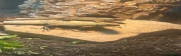 Lizard reptiles for sale: RARE Vietnamese Butterfly Agamas  - Advert 1