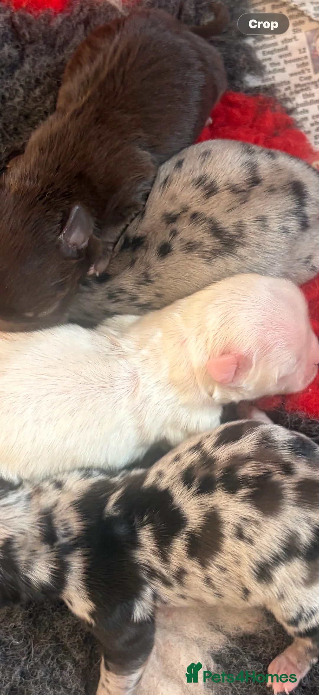 Chihuahua dogs for sale:  Beautiful Rare  Long coated chihuahua puppies  - Advert 10