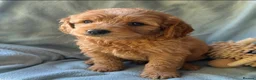 Mini Goldendoodle dogs for sale: ❤️ Beautiful Red & Gold Mini Goldendoodle Puppies  - Advert 13