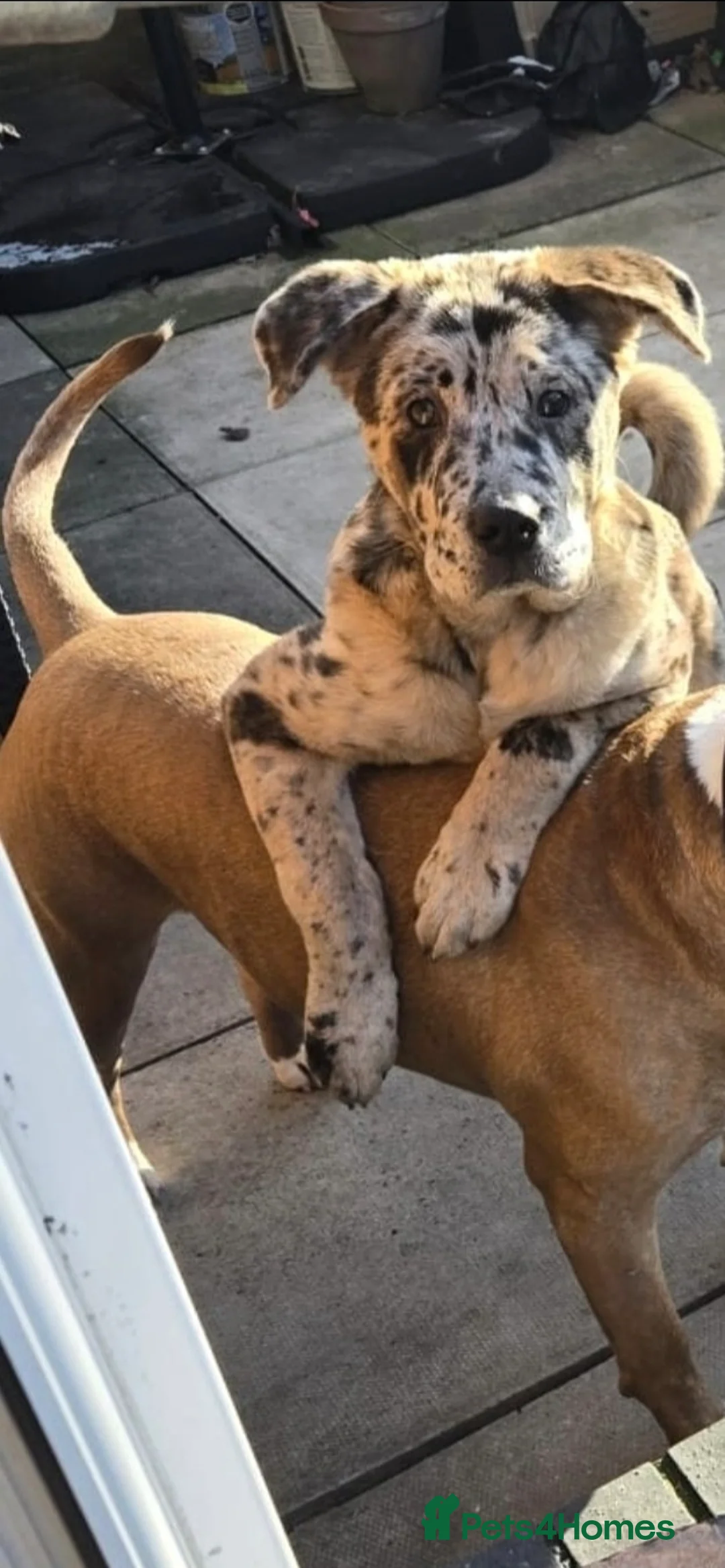 Mixed Breed dogs for sale: 5 month old Marl colour puppy.  - Advert 1