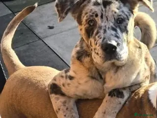 Mixed Breed dogs 5 month old Marl colour puppy. - Advert 2