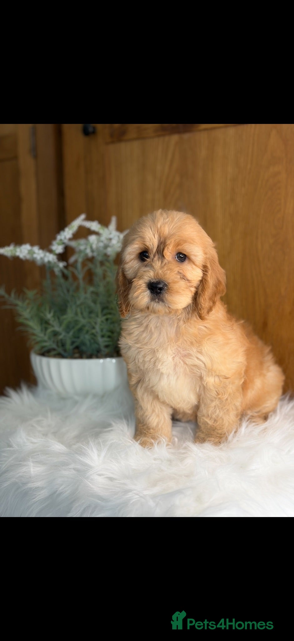 Cavapoo dogs ❤️ Ready now males and females ❤️ - Advert 3