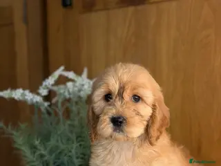 Cavapoo dogs ❤️ Ready now males and females ❤️ - Advert 7