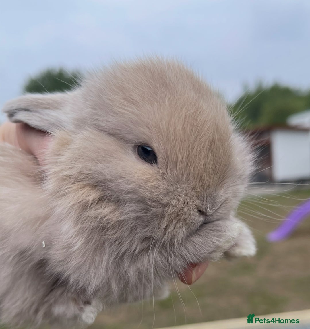 Mini Lop rabbits for sale: Baby mini lops ready to reserve !! - Image 39