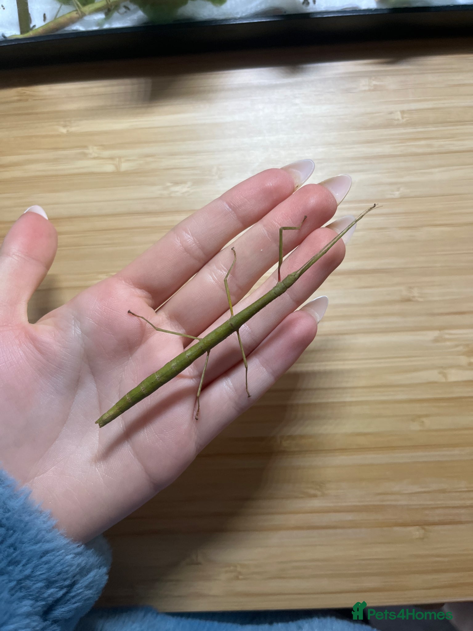 Stick Insects invertebrates stick insects - Advert 1