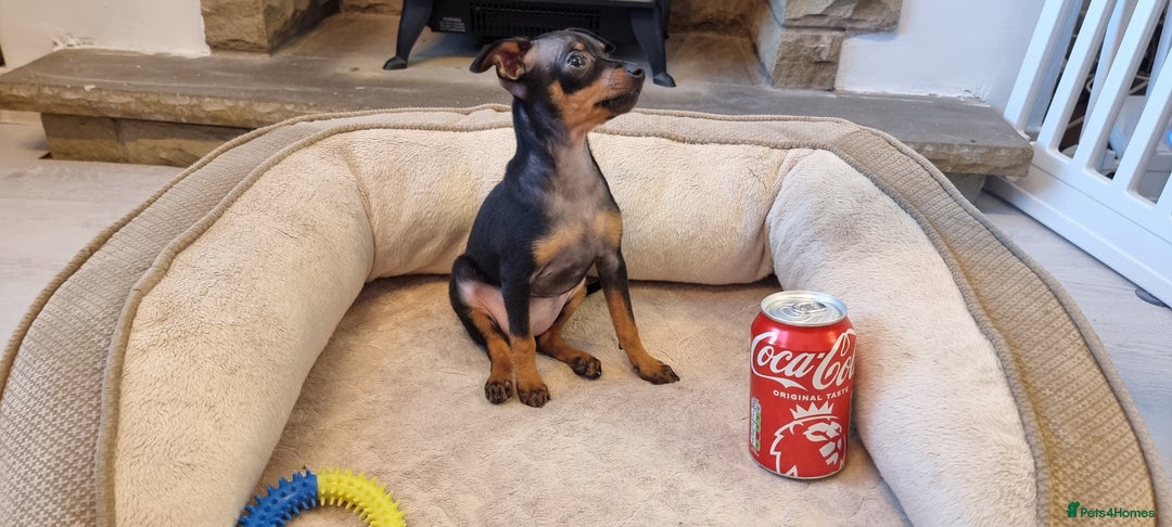 Miniature Pinscher dogs for sale: Prague Ratter– Mini Pinscher Puppies - Image 16