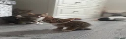 Bengal cats for sale: Bengal x kittens x3 males  - Advert 8