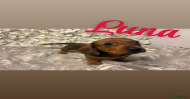 Miniature Dachshund dogs - Advert 1