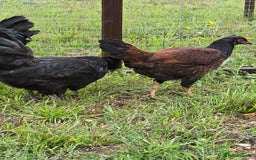 Chickens poultry for sale: Swedish Flower, Araucana, Game POL - Image 6