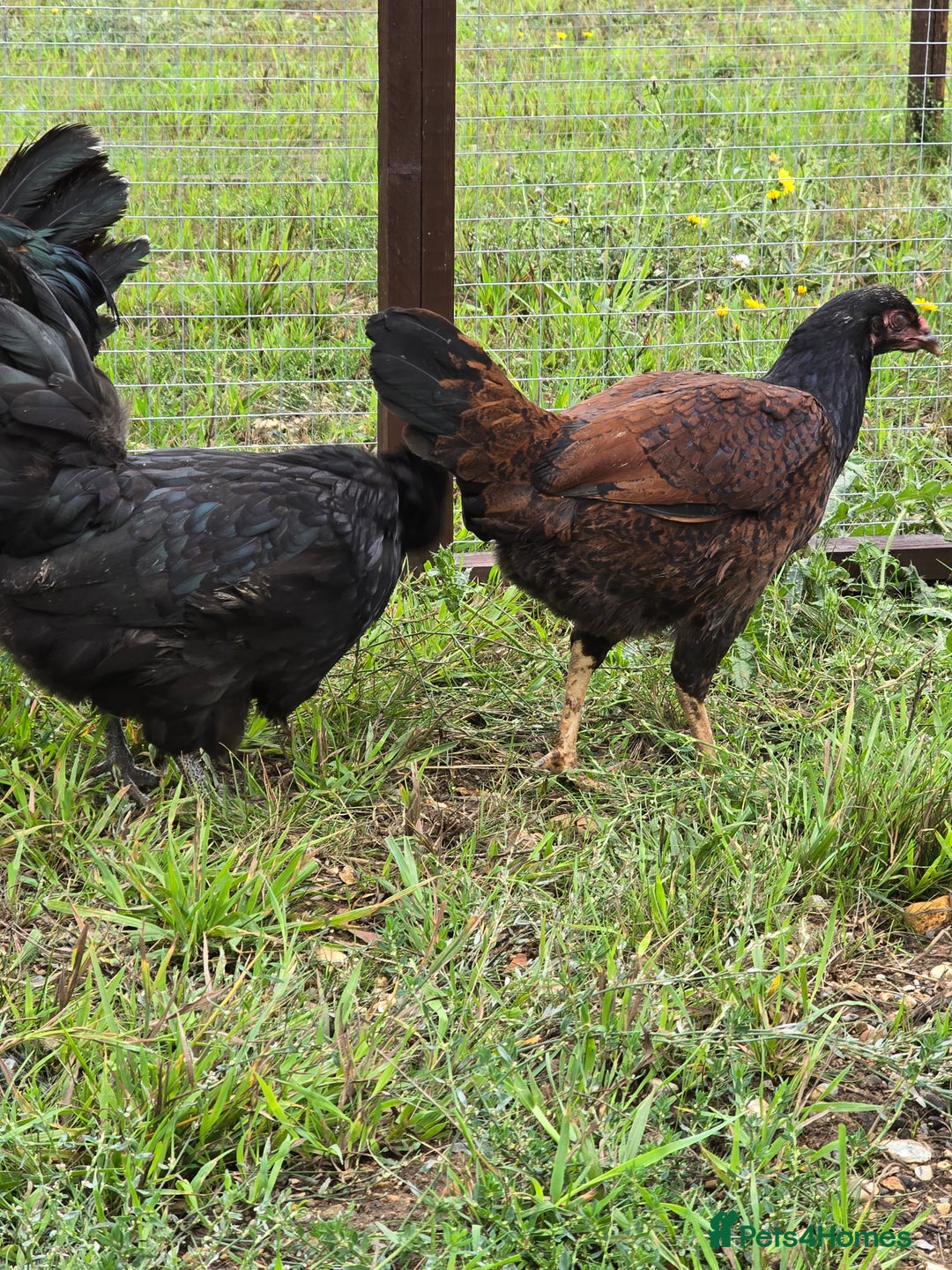 Chickens poultry for sale: Swedish Flower, Araucana, Game POL - Image 6