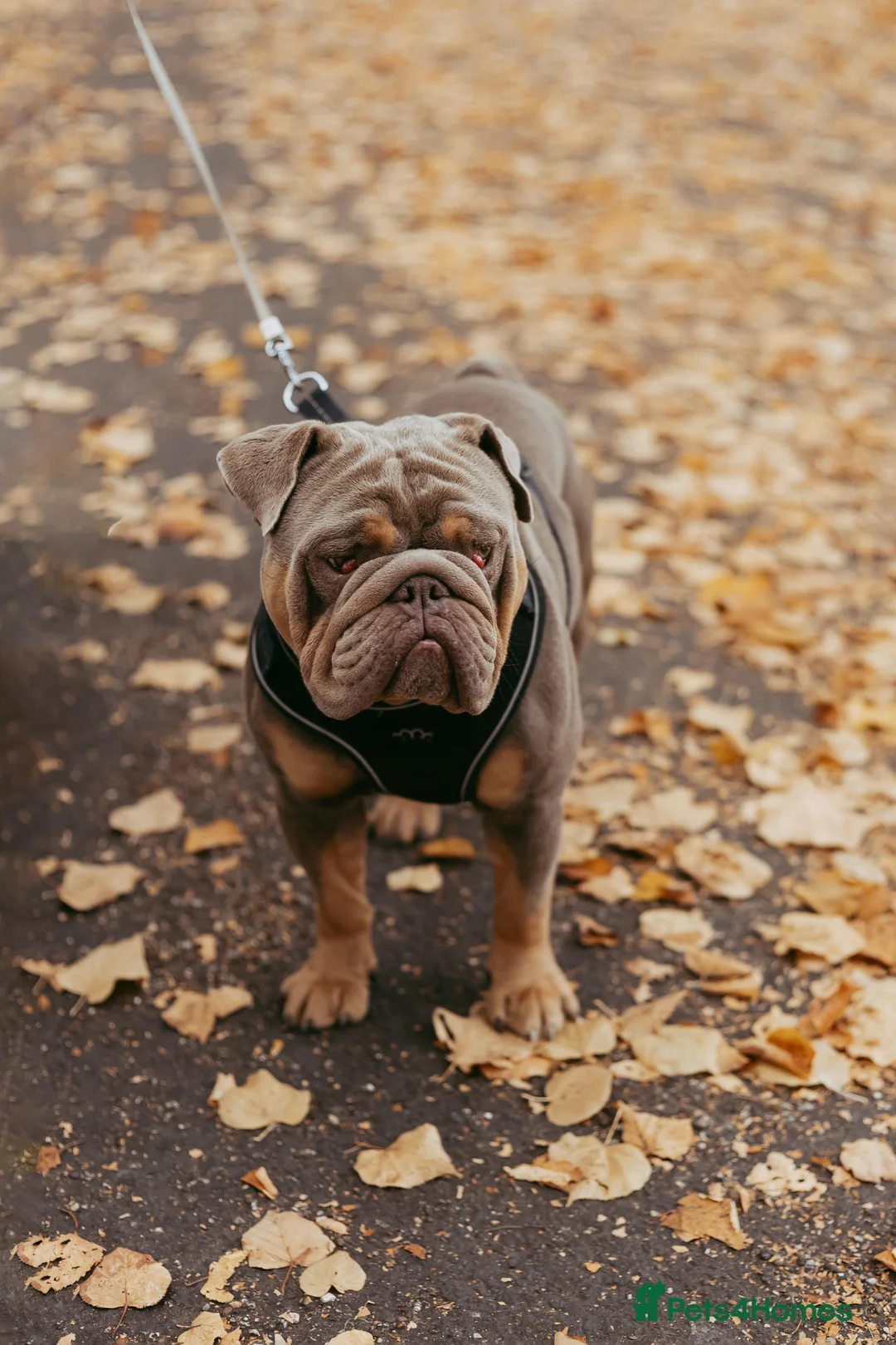 English Bulldog dogs for stud: English bulldog for stud  - Advert 4