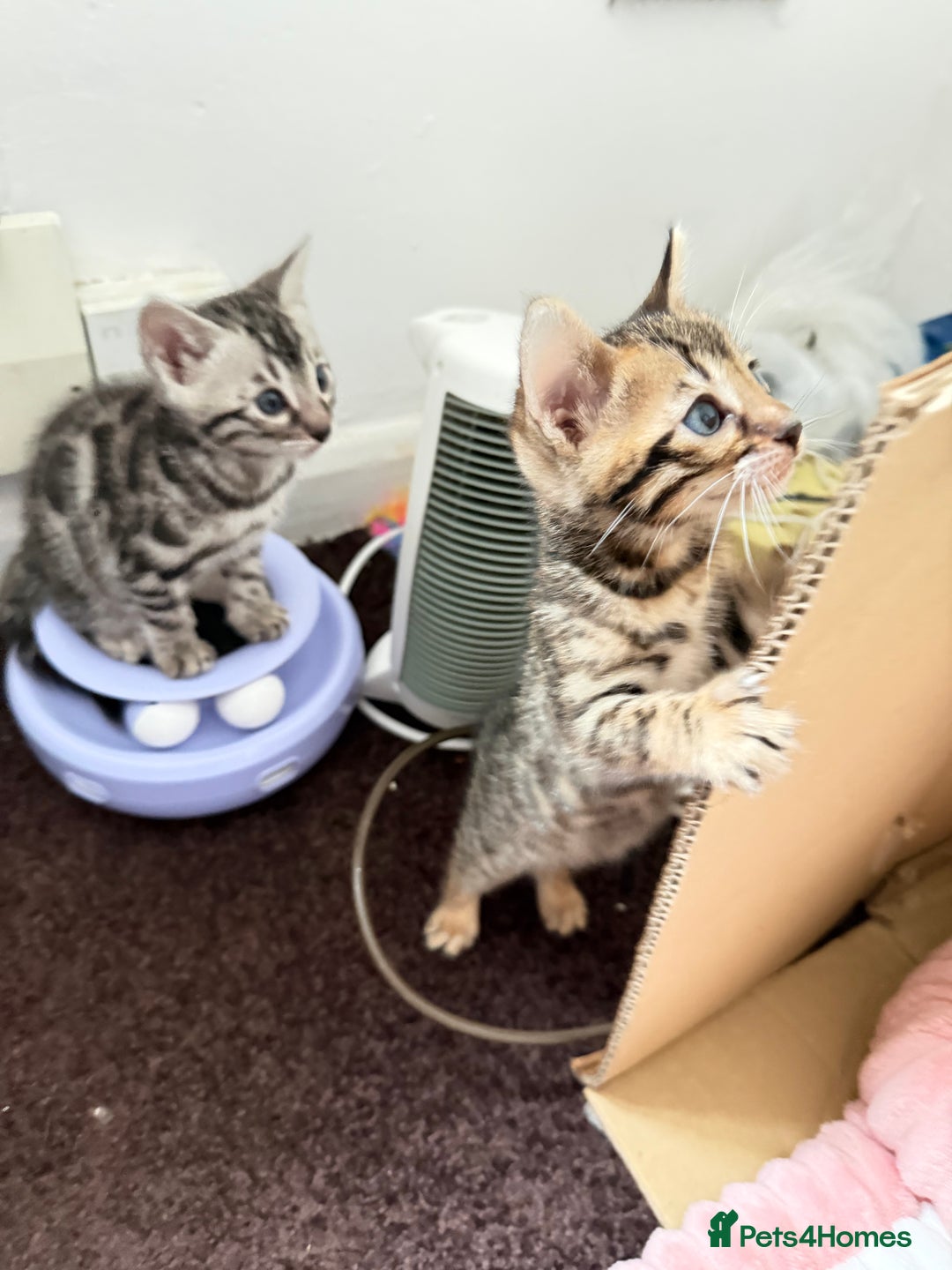 Bengal cats for sale: 🩶 BENGAL 🔥 KITTENS 🤍 TICA REGISTERED  - Advert 5