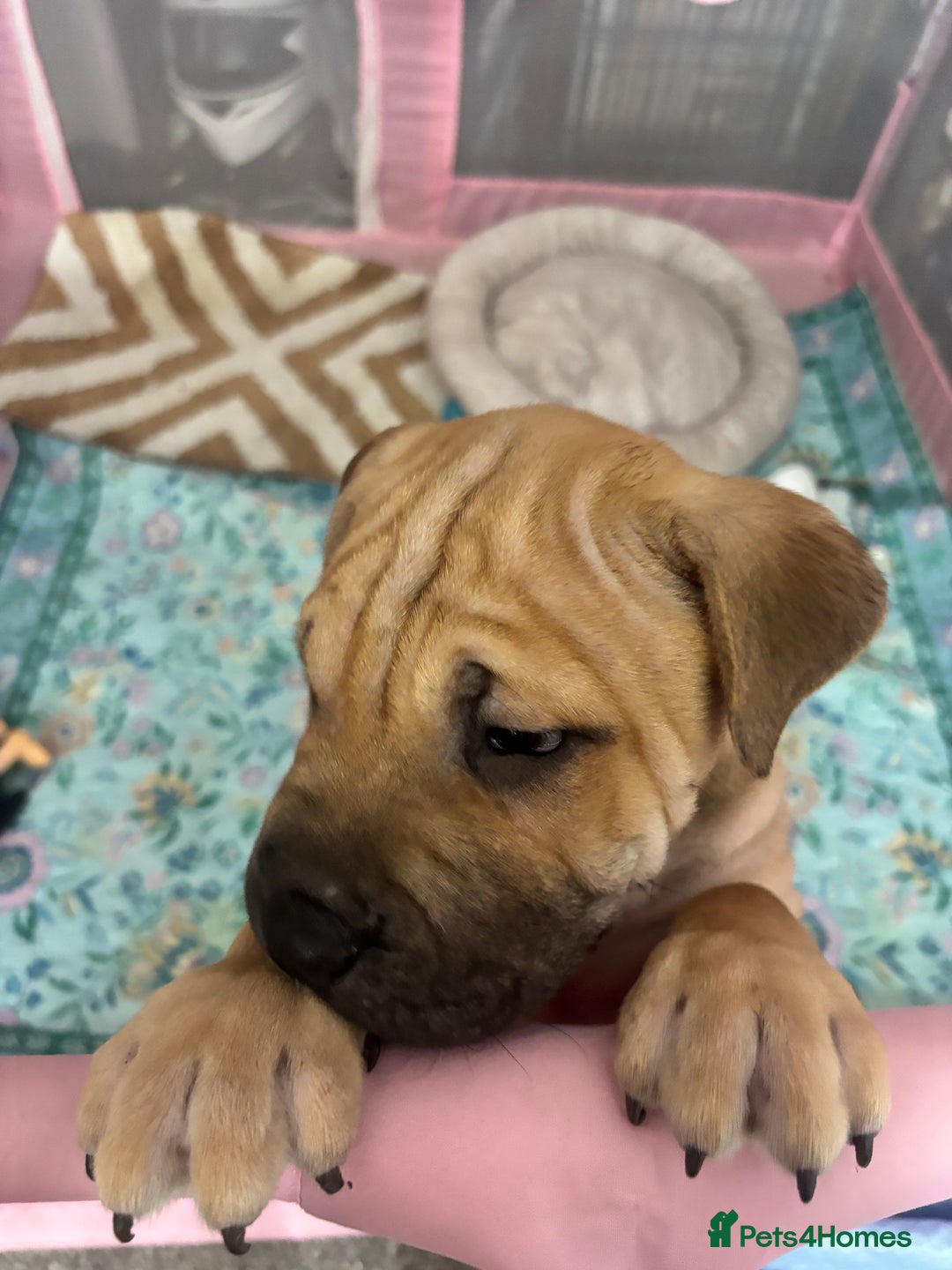 Mixed Breed dogs for sale: 4/9 left! - Advert 2