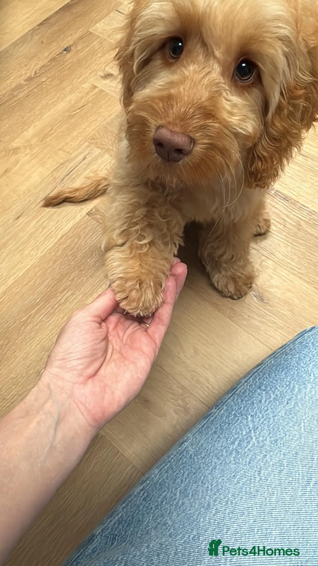 Cockapoo dogs for sale: Teddy is looking for his forever home in Godalming - Advert 2