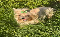 Yorkshire Terrier dogs for sale: Gorgeous Yorkshire puppies  - Image 24